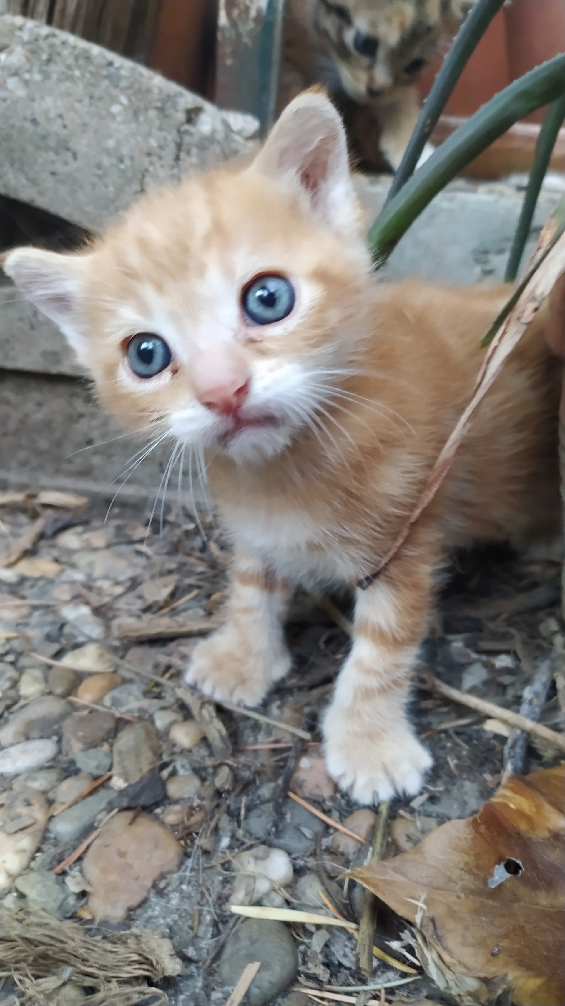 Petit chat sympa