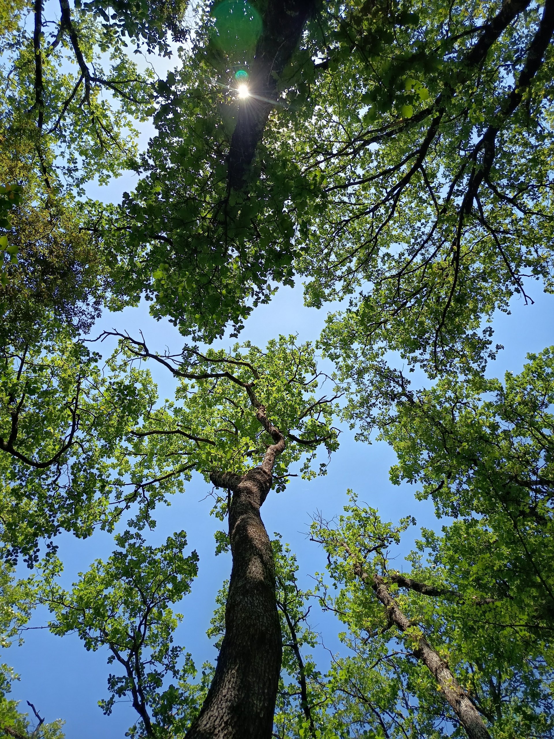 Grosses chaleurs, balade en forêt.