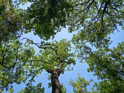 Grosses chaleurs, balade en forêt.